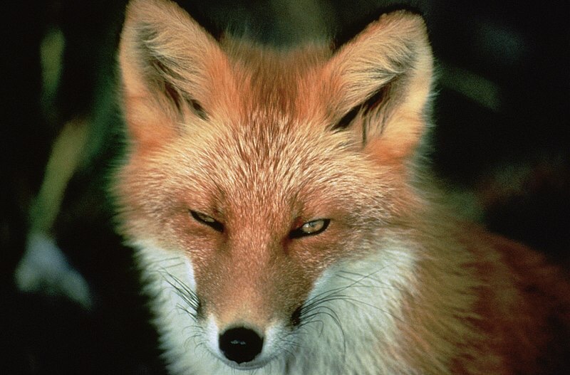 Red fox, by US Fish & Wildlife, wikimedia commons
